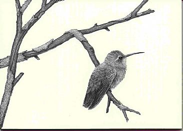Sheila - Female Broad-billed Hummingbird by Diane Versteeg
